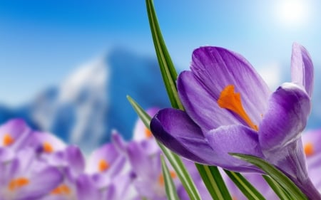 Springtime - blossoms, mountains, flower, petals, crocus