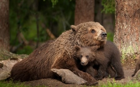 Mother's Love - trees, nature, grizzly, pup, forest