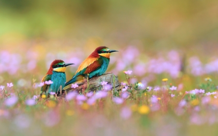 Colorful Kingfishers - flowers, blossoms, spring, meadow