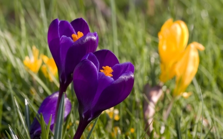 Crocus - blossoms, plants, spring, flower, petals