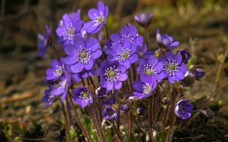 Spring Blossoms - purple, plants, petals, meadow