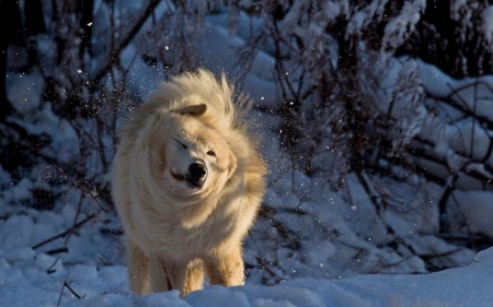 Snowy Wolf - wolf, animal, winter, trees, snow