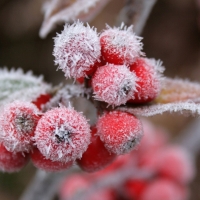 Frosted Berries