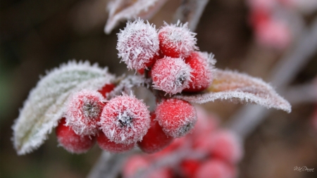 Frosted Berries - ice, autumn, fall, frost, berries, firefox persona theme