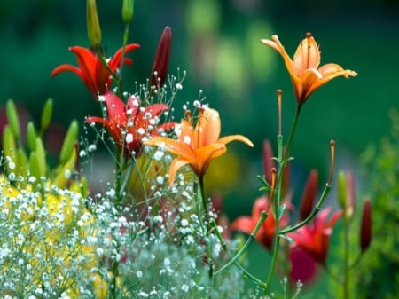 Spring Flowers - Beautiful, Nature, Flowers, Colorful