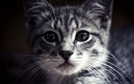 Cat Closeup - cats, whiskers, gray cat, closeup, animals