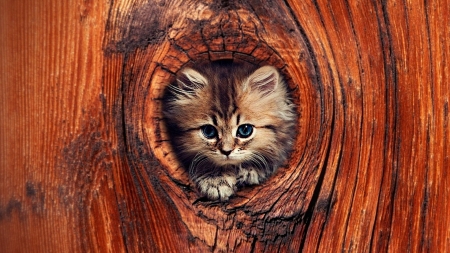 Peeking Out - cat, hollow tree, trunk, tree trunk, peeking, kitten, wood, tree, hole