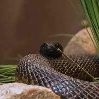 Northern Water Snake