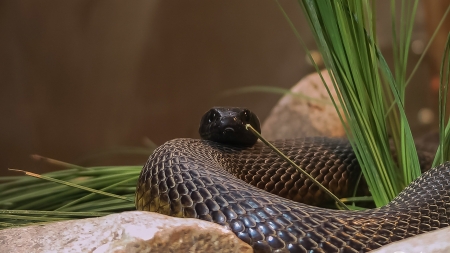 Northern Water Snake - animal, reptile, northern water snake, snake