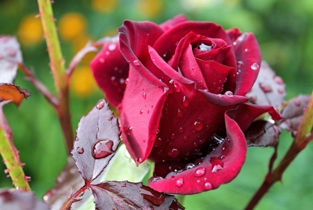 Red Rose - nature, rose, flower, red