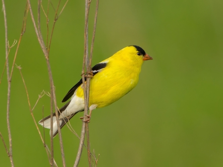 Cute Little Bird - yellow, branch, feather, animal, color, bird