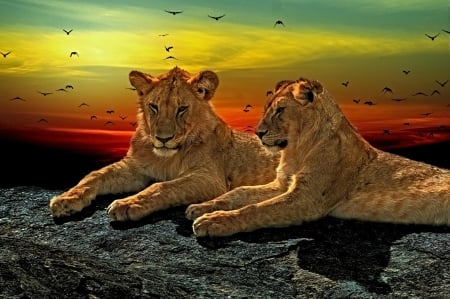 Lions At Sunset - clouds, lions, birds, sunset, rock, cats, sky