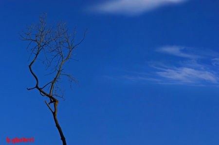 Winter Trees. - Cloud, Red, White, Blue