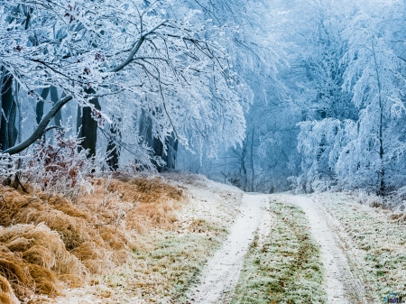 Winter Tale - nature, trees, forest, frost, snow, winter, road