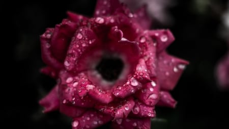 Beautiful Rose - rose, flower, nature, close up