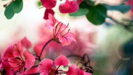 Beautiful Flowers - flowers, petals, nature, bloom