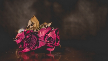 Red Roses - dried, flowers, roses, red