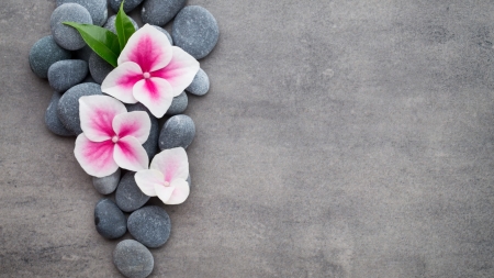 Beautiful Flowers - spa, stones, zen, petals