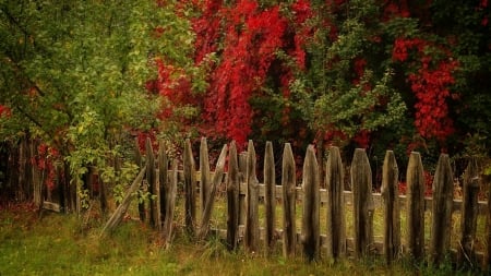 Autumn Colors - trees, nature, fence, autumn