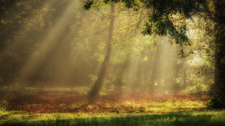 Forest Lights - nature, rays, trees, forest, light