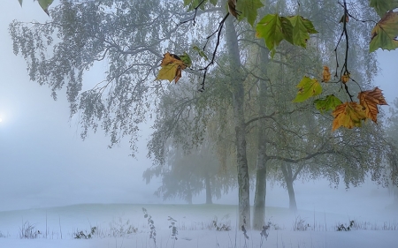 Winter Morning - winter, nature, trees, snow