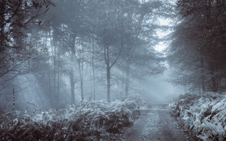 Winter Morning - path, trees, winter, nature, snow