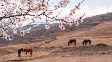 Horses - field, nature, horses, animals