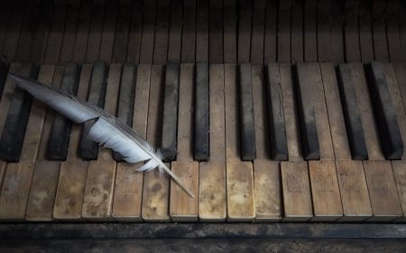 Still Life - feather, piano, still life, old