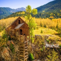 Yellow Leaves Pine Forest