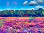 Colorful Field Near the Forest