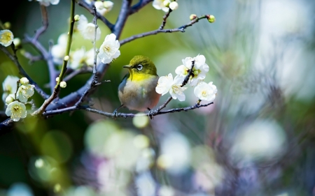 Spring - white, flower, pasare, bird, spring, blossom, branch, green