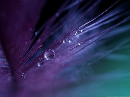 Waterdrops on a feather - purple, blue, water drops, macro, feather, texture