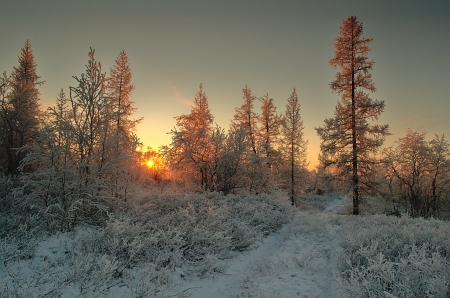 Magic of winter - winter, amazing, sunset, snow