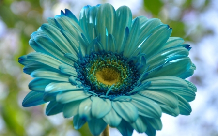 Beautiful Color - one, flower, blue, beautiful