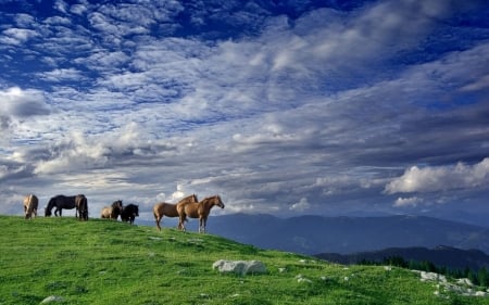 Wild Horses - horse, animal, nature, clouds