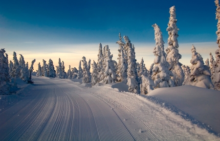 White Carpet - snow, white, winter, tree