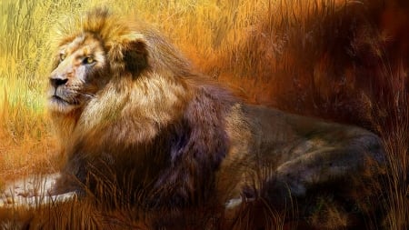 Lion in Dried Grass - king of the jungle, lion, grass, big cat