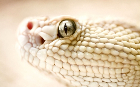 Pit Viper - snake, beautiful, photography, photo, wide screen, viper, animal, reptile, wildlife