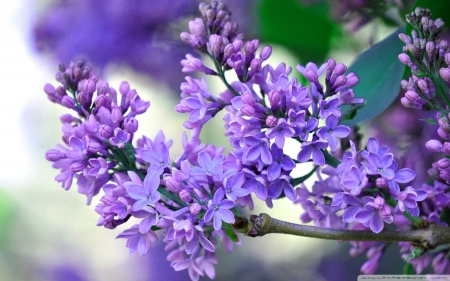 Lilac branch - flowers, lilac, nature, purple