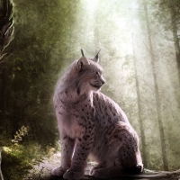 Lynx