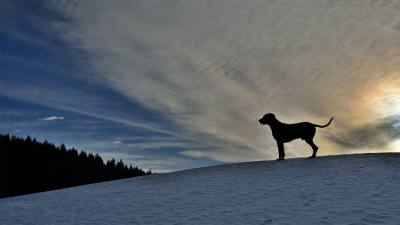 Winter day - nature, sky, dog, winter, field