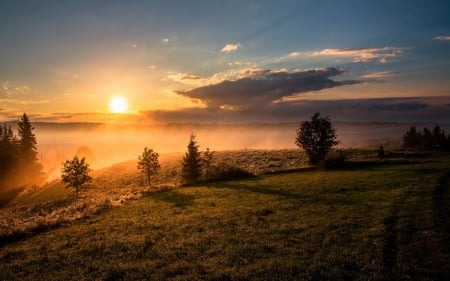 Sunrise - hill, sky, trees, forest, sun, fog, grass, sunrise