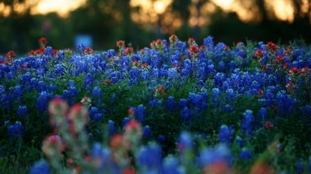 Blue Flowers - plants, flowers, nature, blue