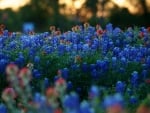 Blue Flowers