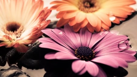 Gerbera - daisy, flowers, nature, gerbera