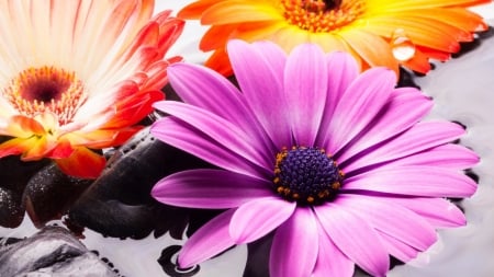 Gerbera - flowers, petals, nature, gerbera