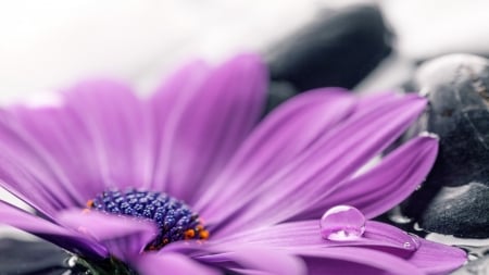 Gerbera - flowers, purple, nature, gerbera