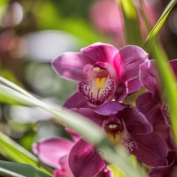 Beautiful Orchids