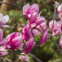 Magnolia Flowers