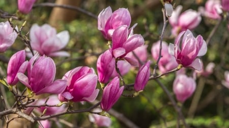 Magnolia Flowers